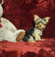 TILLY, a female Yorkshire Terrier for sale in Polk City, FL – 1 of 10