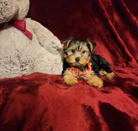 CHLOE, a female Yorkshire Terrier for sale in Polk City, FL – 3 of 10