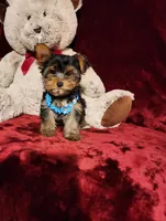 TEDDY, a male Yorkshire Terrier for sale in Polk City, FL – 4 of 10