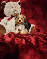 LOKI, a male Yorkshire Terrier for sale in Polk City, FL – 4 of 10