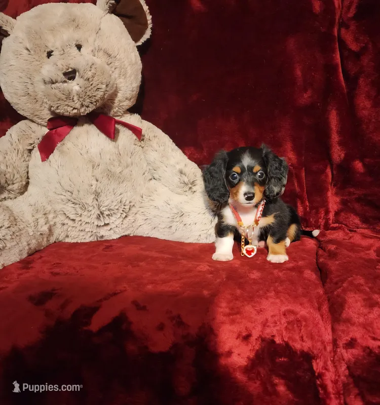 RENO – Miniature Dachshund puppy for sale in Polk City, FL