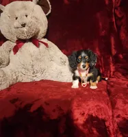 RENO, a male Miniature Dachshund for sale in Polk City, FL – 1 of 10