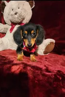CINDER, a female Miniature Dachshund for sale in Polk City, FL – 2 of 10