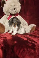 STERLING, a male Miniature Dachshund for sale in Polk City, FL – 2 of 10