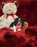 JOSIE, a female Miniature Dachshund for sale in Polk City, FL – 5 of 10