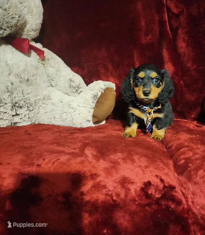DUTTON – Miniature Dachshund puppy for sale in Polk City, FL