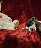 DAKOTA, a male Miniature Dachshund for sale in Polk City, FL – 9 of 10
