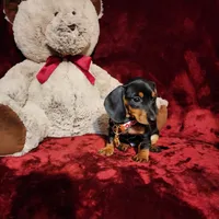 MAGGIE , a female Miniature Dachshund for sale in Polk City, FL – 4 of 10