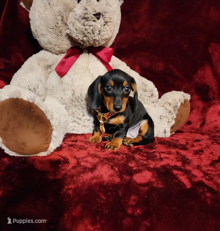 MAGGIE  – Miniature Dachshund puppy for sale in Polk City, FL