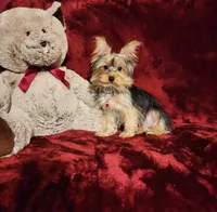 TILLY, a female Yorkshire Terrier for sale in Polk City, FL – 10 of 10