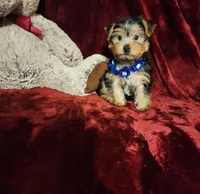 KODY, a male Yorkshire Terrier for sale in Polk City, FL – 10 of 10
