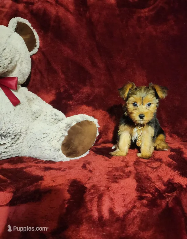 ZOE – Yorkshire Terrier puppy for sale in Polk City, FL