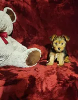 ZOE, a female Yorkshire Terrier for sale in Polk City, FL – 1 of 1