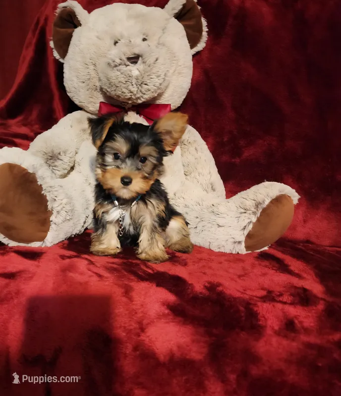 BENTLEY – Yorkshire Terrier puppy for sale in Polk City, FL