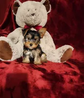 BENTLEY, a male Yorkshire Terrier for sale in Polk City, FL – 1 of 1