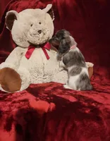 STERLING, a male Miniature Dachshund for sale in Polk City, FL – 4 of 10
