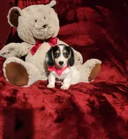 SHASTA, a female Miniature Dachshund for sale in Polk City, FL – 4 of 10