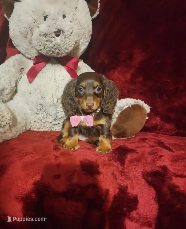 KISSES – Miniature Dachshund puppy for sale in Polk City, FL