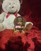 KISSES, a female Miniature Dachshund for sale in Polk City, FL – 1 of 10