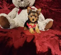 PIPPA, a female Yorkshire Terrier for sale in Polk City, FL – 9 of 10