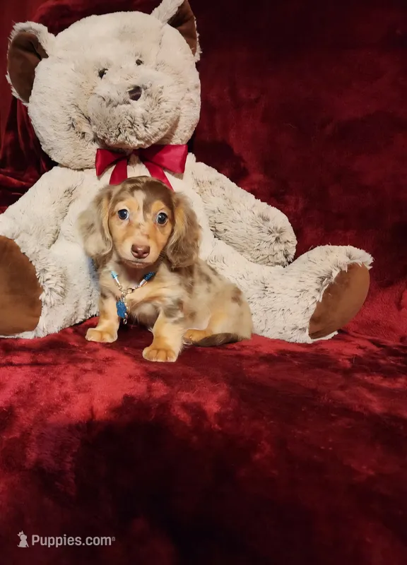 SMORES – Miniature Dachshund puppy for sale in Polk City, FL