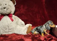 DOLLY, a female Miniature Dachshund for sale in Polk City, FL – 4 of 10