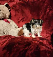 PIPPA , a female Yorkshire Terrier for sale in Polk City, FL – 5 of 10
