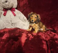 SUTTON, a male Miniature Dachshund for sale in Polk City, FL – 5 of 10