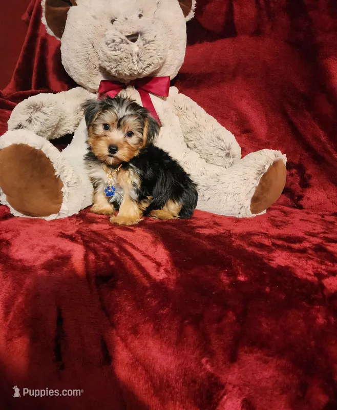 KOBE – Yorkshire Terrier puppy for sale in Polk City, FL