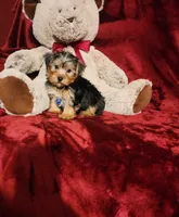 KOBE, a male Yorkshire Terrier for sale in Polk City, FL – 1 of 10