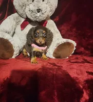 KISSES, a female Miniature Dachshund for sale in Polk City, FL – 9 of 10