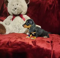 JASPER, a male Miniature Dachshund for sale in Polk City, FL – 6 of 10