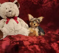TILLY, a female Yorkshire Terrier for sale in Polk City, FL – 6 of 10