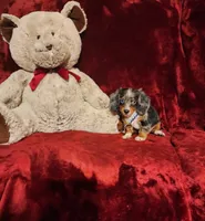 HUCKLEBERRY, a male Miniature Dachshund for sale in Polk City, FL – 5 of 10