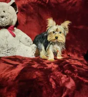 TILLY, a female Yorkshire Terrier for sale in Polk City, FL – 7 of 10
