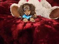 ROLO, a male Miniature Dachshund for sale in Polk City, FL – Photo 2 of 10
