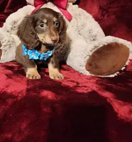 ROLO, a male Miniature Dachshund for sale in Polk City, FL – Photo 4 of 10