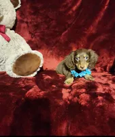 ROLO, a male Miniature Dachshund for sale in Polk City, FL – Photo 5 of 10