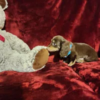 ROLO, a male Miniature Dachshund for sale in Polk City, FL – Photo 10 of 10