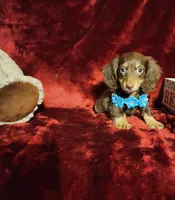 ROLO, a male Miniature Dachshund for sale in Polk City, FL – Photo 9 of 10