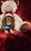 ROLO, a male Miniature Dachshund for sale in Polk City, FL – Photo 1 of 10