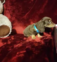 ROLO, a male Miniature Dachshund for sale in Polk City, FL – Photo 3 of 10