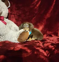 ROLO, a male Miniature Dachshund for sale in Polk City, FL – Photo 6 of 10