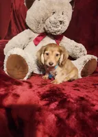 MOCHI, a female Miniature Dachshund for sale in Polk City, FL – 2 of 10