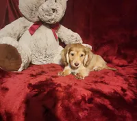 MOCHI, a female Miniature Dachshund for sale in Polk City, FL – 9 of 10