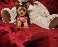 PIPPA, a female Yorkshire Terrier for sale in Polk City, FL – 8 of 10