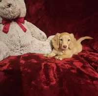 WINNIE, a female Miniature Dachshund for sale in Polk City, FL – 9 of 10