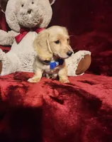 HAYES, a male Miniature Dachshund for sale in Polk City, FL – 5 of 10