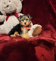 CHLOE, a female Yorkshire Terrier for sale in Polk City, FL – 9 of 10