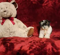 PIPPA, a female Yorkshire Terrier for sale in Polk City, FL – 10 of 10